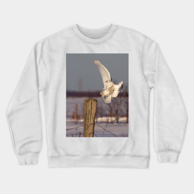 Snowy Owl on post Crewneck Sweatshirt by Jim Cumming